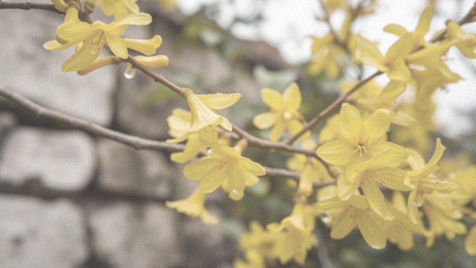 Jakie działanie mają flawonoidy i lignany w forsycji?
