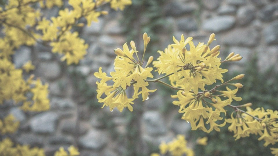 Jakie działanie mają kwiaty forsycji?